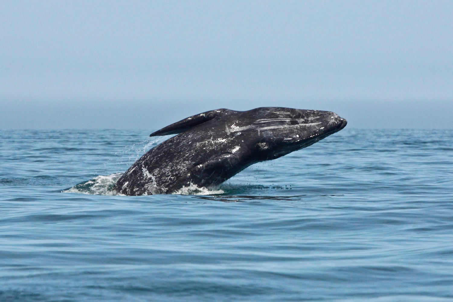 whale photo courtesy of Flagship Cruises & Events